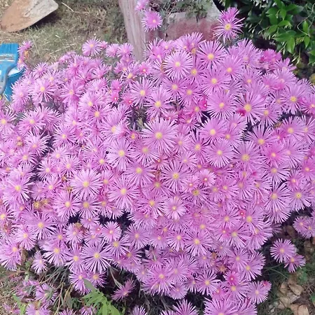 Di Cristina Gasthuis Masainas