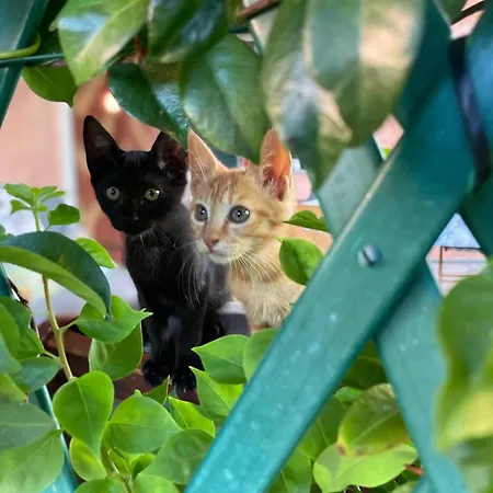 Konukevi Di Cristina