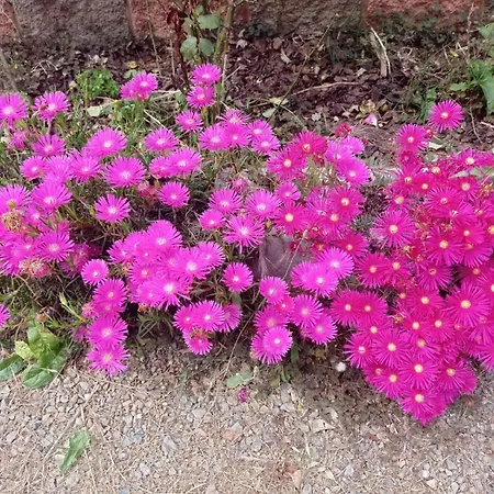 Konukevi Di Cristina *